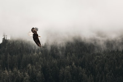 秃鹰飞行在森林白天
